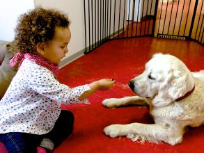 
		Little girl feeds white dog
	