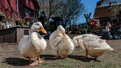 
		Geese in front of the Red Barn
	