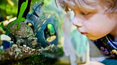 
		Little boy looking at a turtle in a terrarium
	