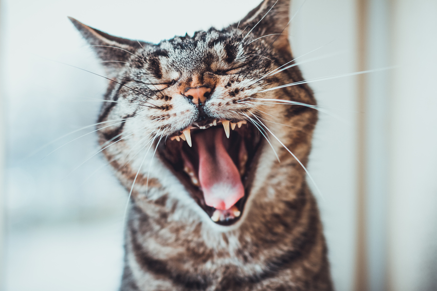 Yawning cat