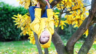 
		Child hanging upside down from a tree
	