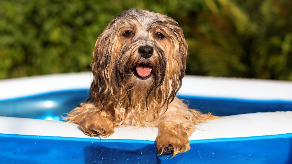 Wet Dog in the Pool
