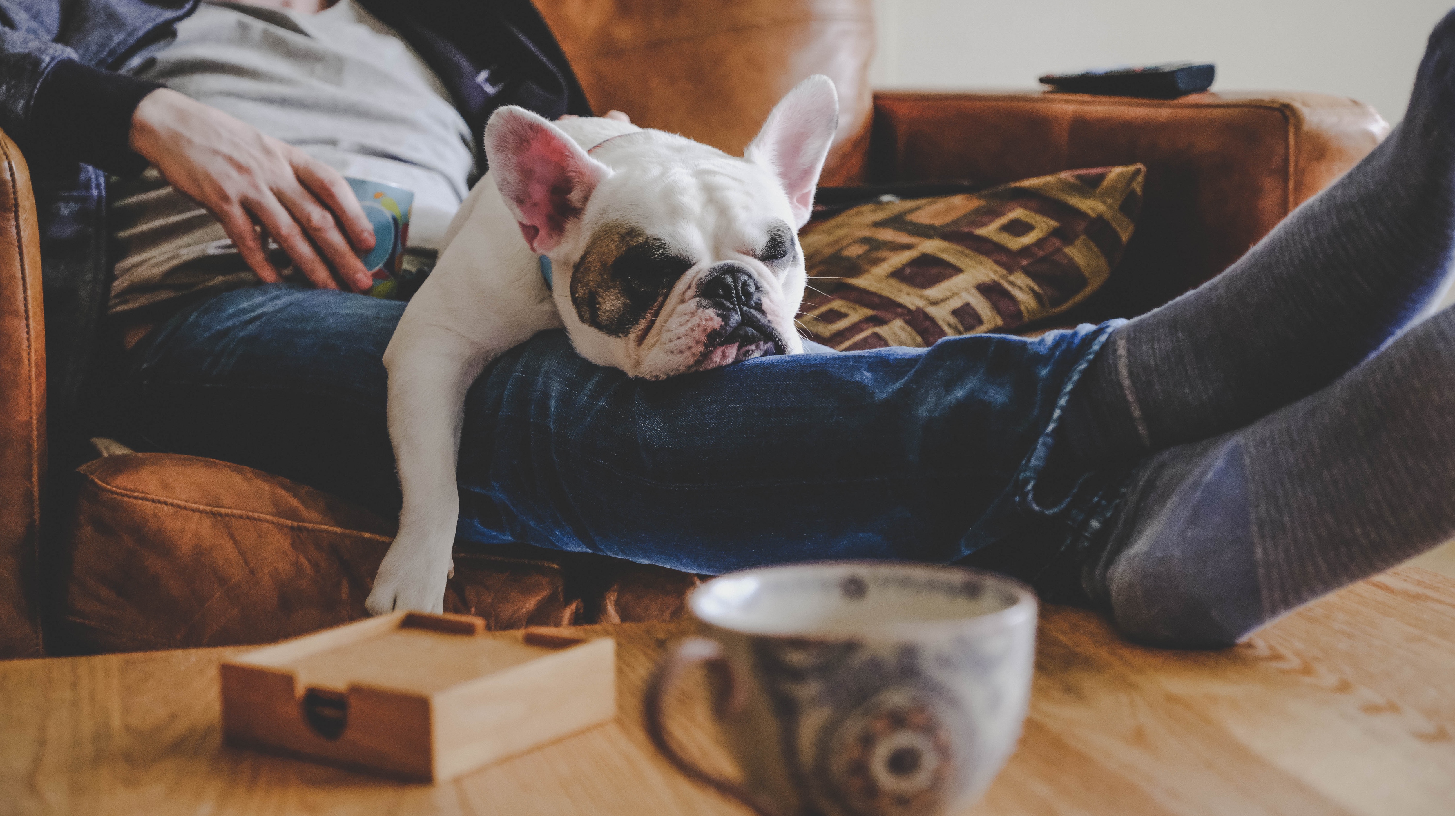 Man spends a lazy afternoon with his dog, a French bulldog