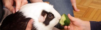 
		Hamster is fed
	
